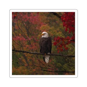 Stickers zeearend, sticker zeearend in herfstbladeren, roofvogelstickers, roofvogels, natuurfoto's, patriottische adelaar, rode achtergrond