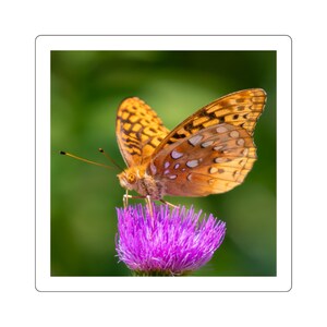 Vlindersticker, vierkant, parelmoervlinder, distel, oranje vlinder, natuurfoto, insect, kleurrijk, meerdere maten,