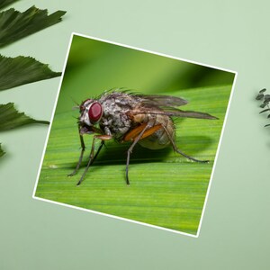 House Fly Stickers, insect stickers, fly on a leaf sticker, bugs and flies, wildlife and nature photos, cool bugs stickers