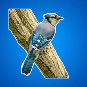 Sticker geai bleu perché sur une branche, corvidés, cadeaux pour ornithologues amateurs, photos de la faune, photos de la nature, scènes d'extérieur, cadeaux d'animaux