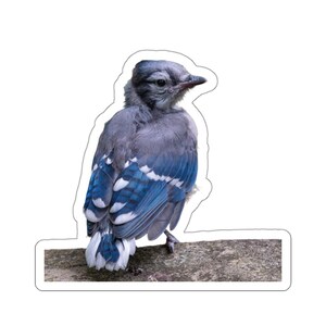 Sticker jeune geai bleu, sticker geai bleu bébé, jeune geai sur une branche, photos d'animaux sauvages, photos de la nature, oisillons,