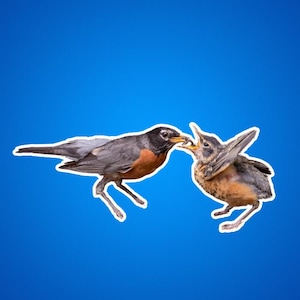 Adesivi fustellati Robin e Baby Worm, confezione di adesivi per amanti degli uccelli, decalcomanie per la fauna selvatica, arte ispirata alla natura, regalo per mamma e bambino animale