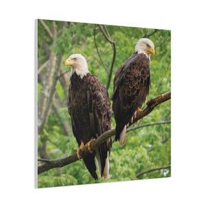Canvas Print, Two Bald Eagles Photo Wall Art, Nature Wildlife Decor, Eagle Lover Gift, Animal Photography, Wilderness Scene Poster, Matte