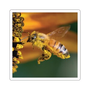 Adesivos de abelha em voo, abelha em voo, abelhas pairando, insetos em voo, polinizadores, fotos da vida selvagem, insetos para crianças, fotos da natureza