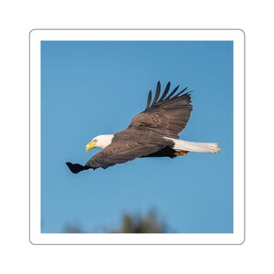 Bald Eagle Sticker, bald eagle in flight, eagle in flight sticker, eagle, bald eagle, raptors, flying bald eagle, wildlife sticker, nature
