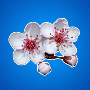 Sticker kersenbloesems - bloemen Kiss-Cut stickers, Sakura stickers, Japanse kersenbloesem laptop sticker, roze bloem vinyl sticker, schattig