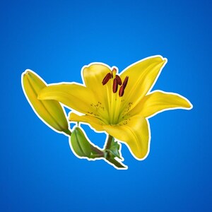 Gelbe Lilienaufkleber, gelbe Taglilie, Lilien, Blumen, Garten, Naturfotos, Flora, hübsche gelbe Blumen, Geschenke für Gärtner