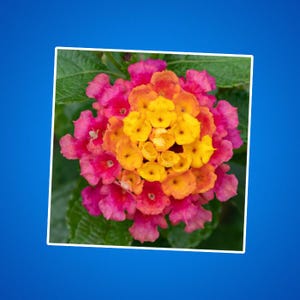 Lantana bloemen kiss-cut stickers, bloemen sticker, laptop sticker, plantenliefhebber cadeau, waterbestendige sticker, botanisch decor