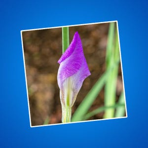 Rosa Iris Blume Kiss-Cut Aufkleber, Blumenaufkleber, Botanischer Aufkleber, Natur inspiriert Geschenk, Geschenke für Gärtner, Garten Journal Zubehör