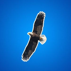 Pegatinas de águila calva, pegatina de águila en vuelo, águila calva altísima, fotos de vida silvestre, rapaces y aves rapaces, patriótica, naturaleza de EE. UU.