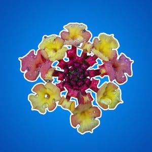 Lantana-bloemenstickers, veelkleurige bloemen, kleine bloemfoto's, cadeaus voor tuiniers, prachtige kleine bloemen, natuurfoto's, bloemendecor