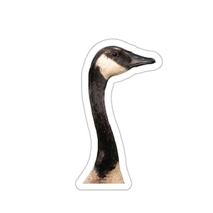 Copia dell'adesivo dell'oca canadese, oca canadese, ritratto dell'oca, foto di uccelli acquatici, foto della fauna selvatica, foto della natura, foto di uccelli, uccelli acquatici