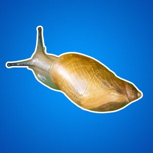 Snail Garden Aufkleber, Naturliebhaber Geschenk, Pflanze Mom Decor, Süßer botanischer Aufkleber, Laptop Aufkleber, wasserdichter Vinylaufkleber