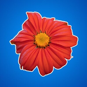 Mexikanische Sonnenblume Aufkleber - Blumenaufkleber, Orange und Gelb Blumenaufkleber, Laptop Dekor, Wasserflasche Aufkleber, Geschenk für Pflanzenliebhaber