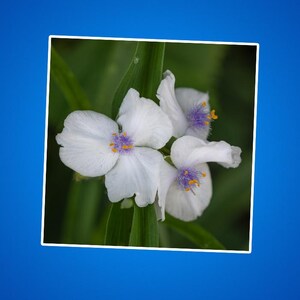 Adesivo de flores de aranha branca, adesivo floral, adesivo botânico, adesivo da natureza, adesivo de planta, adesivo de corte de beijo
