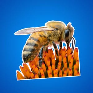 Adesivi con fiori di api, adesivi con api, salva le api, impollinatori, foto di animali selvatici, foto della natura, foto di esterni e giardini, insetti
