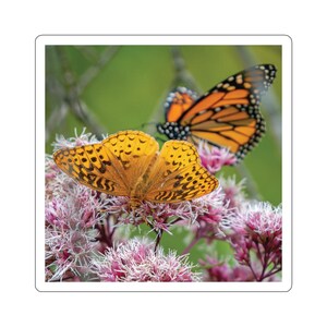 Adesivo de borboletas, uma borboleta fritilar e uma borboleta monarca, dois tipos de borboletas, adesivos de borboletas, fotos da vida selvagem, insetos
