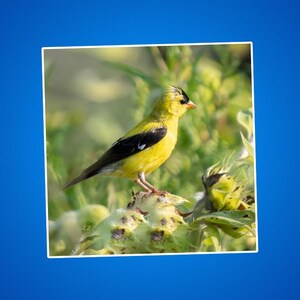 Natuursticker, cadeau vogelliefhebber, laptopsticker zonnebloem, bloemenplanner decoratie, sticker schattige vogel, gunst tuinfeest
