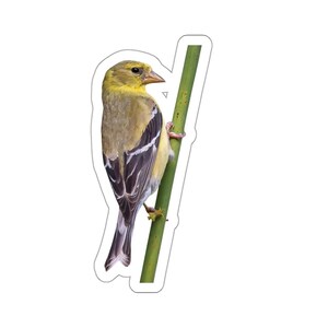 Sticker distelvink, gele en zwarte vogelsticker, vinken houden van zonnebloemen, fotostickers wilde dieren en natuur, vogels