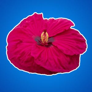 Hibiskus Aufkleber, Tropisches Blumendekor, Hawaiianische Blumenaufkleber, Botanische Laptopaufkleber, Gartenpflanzenetikett, Vinyl-Blumentopfaufkleber