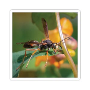 adesivo per vespe, vespe fantasiose, acqua potabile per vespe, vespa con una goccia di rugiada, adesivo per insetti, adesivi per insetti, foto della fauna selvatica, foto della natura, insetti