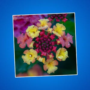 Lantana-bloemenstickers, veelkleurige bloemen, kleine bloemfoto's, cadeaus voor tuiniers, prachtige kleine bloemen, natuurfoto's, bloemendecor