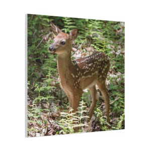 Impressão em tela, decoração de parede com foto de cervo de cauda branca, fotografia de vida selvagem, presente para amantes da natureza, decoração de escritório em casa, cabana rústica