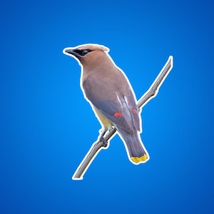 Adesivo Cedar Waxwing, regalo per amanti degli uccelli, appassionato di attività all'aria aperta, adesivo ispirato alla natura, adesivo per laptop con animali selvatici, adesivo per diario botanico