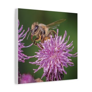 Canvas Print, Honey Bee (Honeybee) on Clover Photo on Matte Stretched 1 25&quot; Canvas, Wall Art Decor, Nature Lover Gift, Rustic Home Decor,