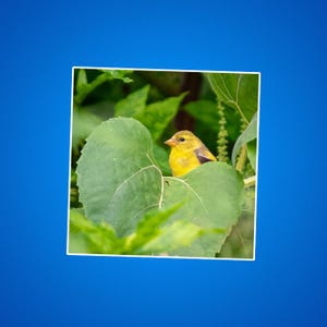 Stickers chardonneret, sticker roselin, oiseaux jaunes et noirs, photos d'animaux sauvages et de la nature, cadeaux pour ornithologues amateurs, oiseaux chanteurs, extérieur
