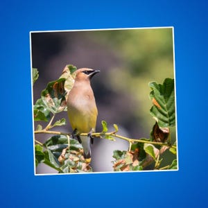 Sticker een cederpestvogel op een tak, cadeau voor vogelaars, interesses van vogelaars, natuurfoto's, natuurtaferelen buiten, vogels voor kinderen