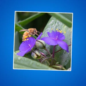 Sticker honingbij, bijensticker, bijen, bestuiver, bijen, werkbijsticker, sticker natuur, natuursticker, natuurfoto, insecten