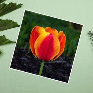 Orange Tulpen-Aufkleber, Tulpenblumenaufkleber, Gartenaufkleber, Blumenfotografie-Aufkleber, Naturfotos, im Freien,