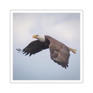 Adesivos de águia americana, adesivo de águia em vôo, águia americana crescente, fotos de vida selvagem, raptores e aves de rapina, patriótico, natureza dos EUA