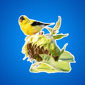 Natuursticker, cadeau vogelliefhebber, laptopsticker zonnebloem, bloemenplanner decoratie, sticker schattige vogel, gunst tuinfeest