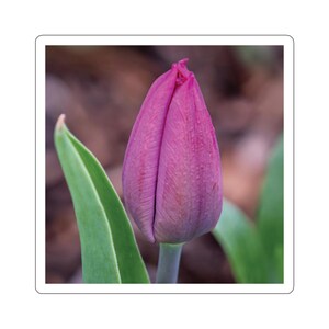 Rosa Tulpenaufkleber, lila Tulpen, Tulpen auf einem Aufkleber, Naturfotos, Gartenfotografie Aufkleber, Blumenblüten, Blumenblüte