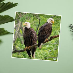 Pegatinas de águila calva americana, águila calva posada en una pegatina de rama, aves rapaces, rapaces, fotos de vida silvestre, naturaleza y aves, garras de águila