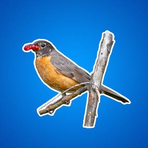 Stickers Robin, een roodborstje met een mondvol bessen sticker, stickers vogels en dieren, natuur- en natuurfoto's, dierenstickers voor kinderen