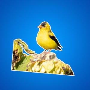 Stickers distelvink, sticker goudvink, gele en zwarte vogels, dieren in het wild en natuurfoto's, dierenstickers voor kinderen, zangvogels, buitenshuis