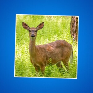 Weißwedelhirsch (Doe) Kiss-Cut Aufkleber - Naturliebhaber Geschenk, Wildtier Aufkleber, Outdoor-Enthusiast, Tierliebhaber, Laptop Dekor, Wasserflasche