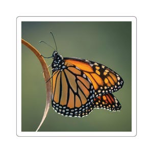 Sticker papillon monarque, carré, papillon, photo nature, insecte, coloré, plusieurs tailles