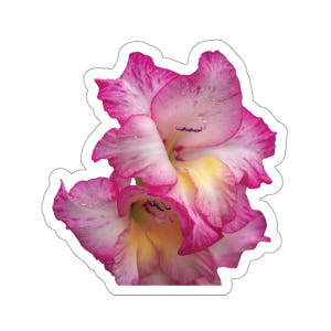 Gladioolstickers, roze en gele gladiolen, roze en witte bloemen, roze en gele bloemen, tuinbloemen, bloemenfoto's, natuurfoto's