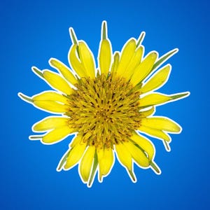 黄色のサルシファイの花のステッカー - 植物のデカール、花柄のラップトップステッカー、自然のビニールデカール、サニーイエローの野生の花のステッカー、庭師