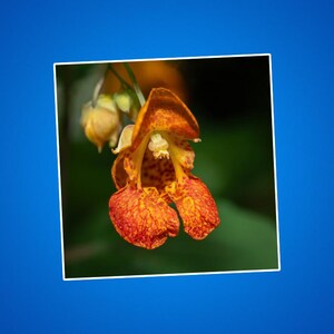 Impatiens Blumenaufkleber, Jewelweed Blumenaufkleber, Touch-Me-Not Blumenaufkleber, Geschenk für Blumenpflanzenliebhaber, Botanische Aufkleber