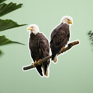 Pegatinas de águila calva americana, águila calva posada en una pegatina de rama, aves rapaces, rapaces, fotos de vida silvestre, naturaleza y aves, garras de águila