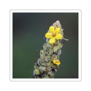 Kleine gelbe Blume Aufkleber, Blume auf Knospe, Pflanzenaufkleber, Gartenfotos, Naturfotografie, Blumendekoration