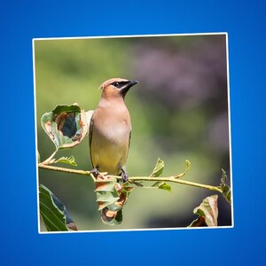 Ein Zedern-Seidenschwanz-Aufkleber, Geschenke für Vogelbeobachter, Vogelbeobachterinteressen, Tierfotos, Naturszenen im Freien, Vögel für Kinder