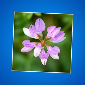 Sticker fleurs vesce couronne - Stickers botaniques découpés, sticker floral pour ordinateur portable, sticker journal nature, sticker planificateur de fleurs, jardin