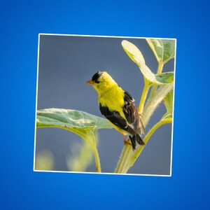 Natuursticker, cadeau vogelliefhebber, laptopsticker zonnebloem, bloemenplanner decoratie, sticker schattige vogel, gunst tuinfeest