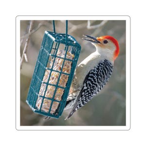 Rotbauchspecht Aufkleber, Rotbauchspecht Aufkleber, Tierwelt Fotos, Naturfotografie, Specht, Vogelaufkleber, Vogelhäuschen